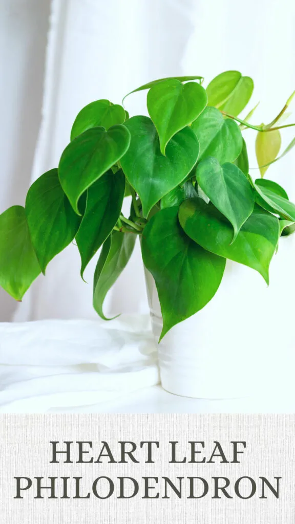 heart-leaf-philodendron-north-facing-window