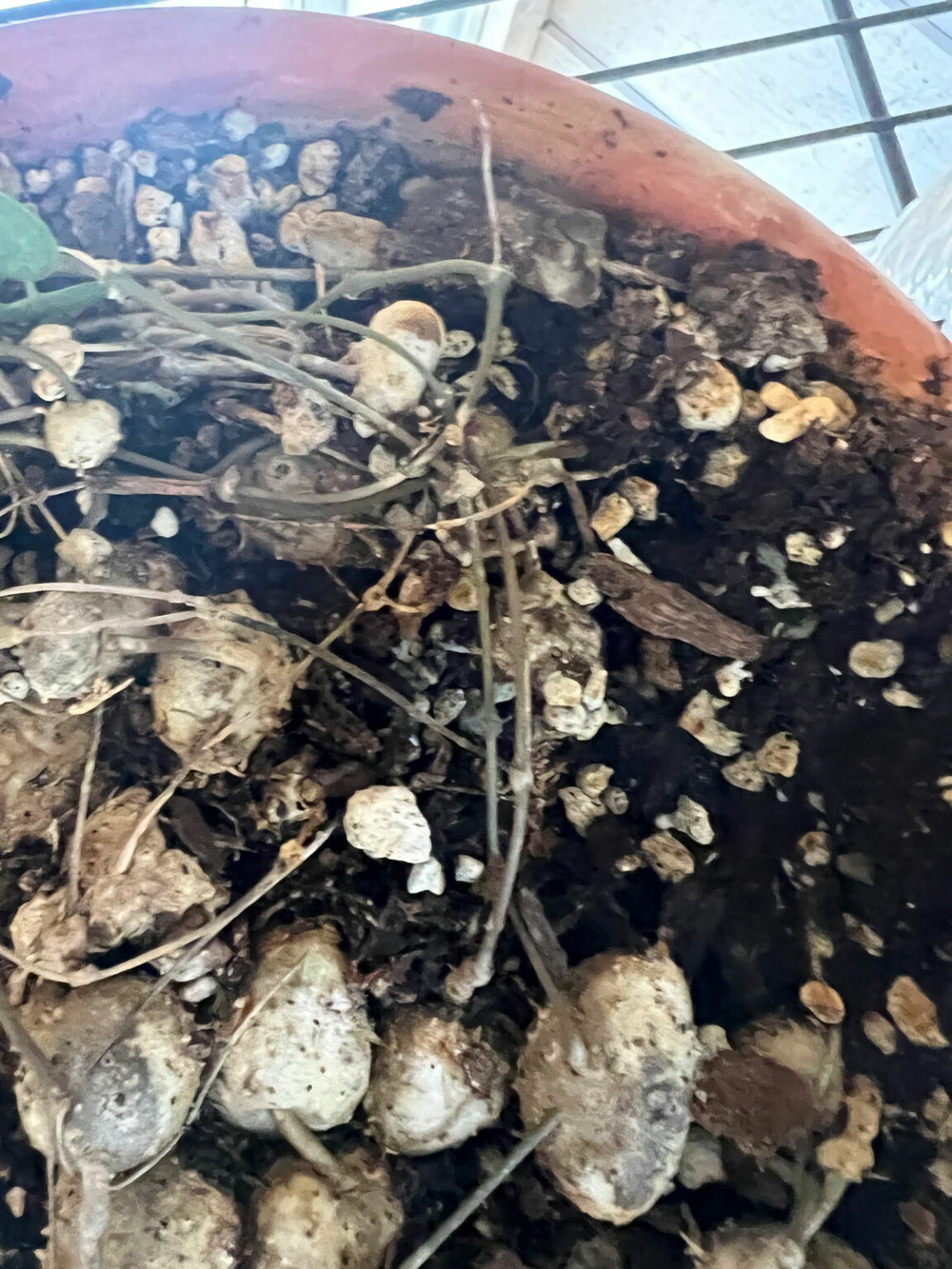 3 Useful Tips on How to Make String of Hearts Fuller