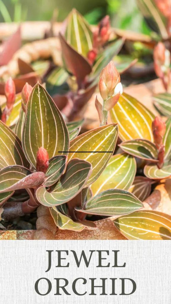 jewel-orchid-north-facing-window