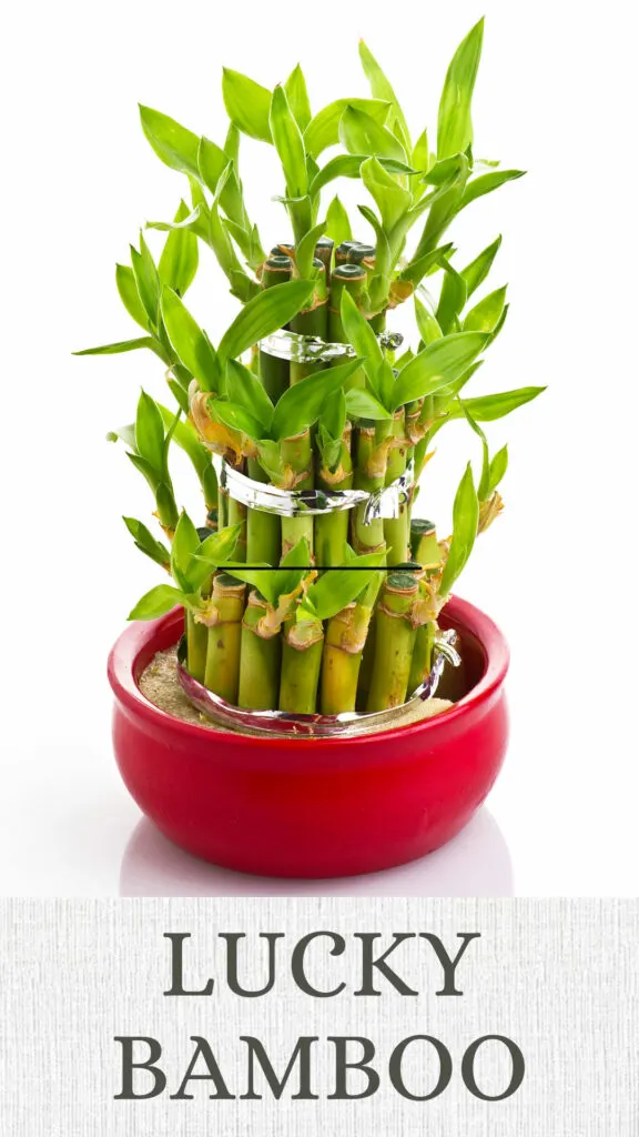 lucky-bamboo-north-facing-window