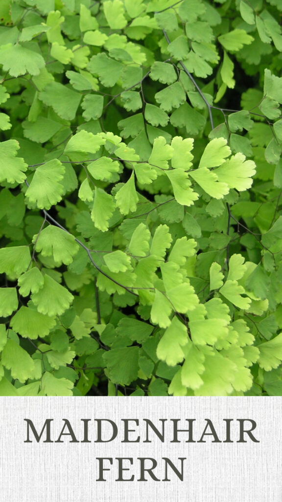 maidenhair-fern-north-facing-window