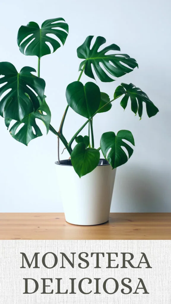 monstera-deliciosa-north-facing-window