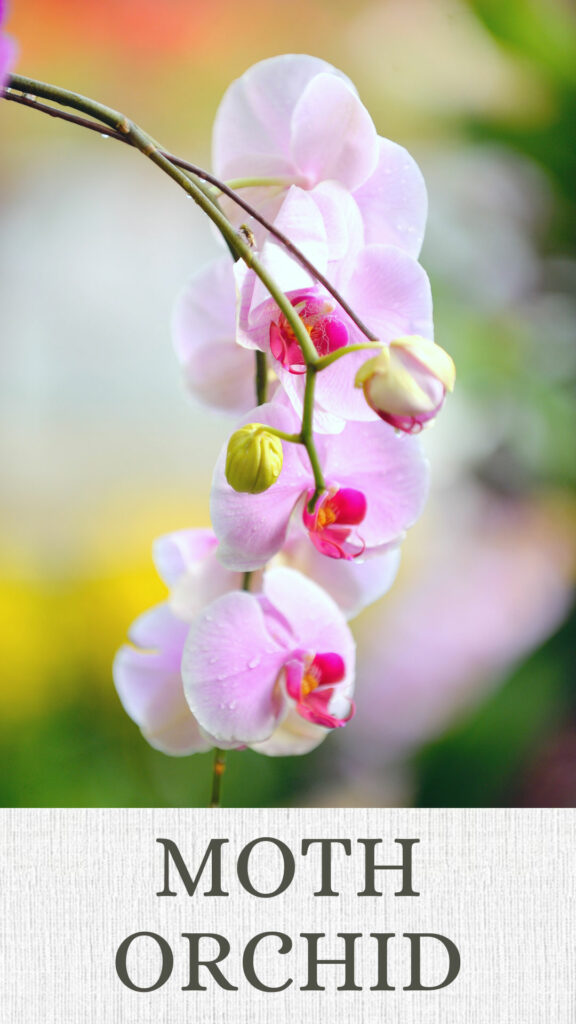 moth-orchid-north-facing-window