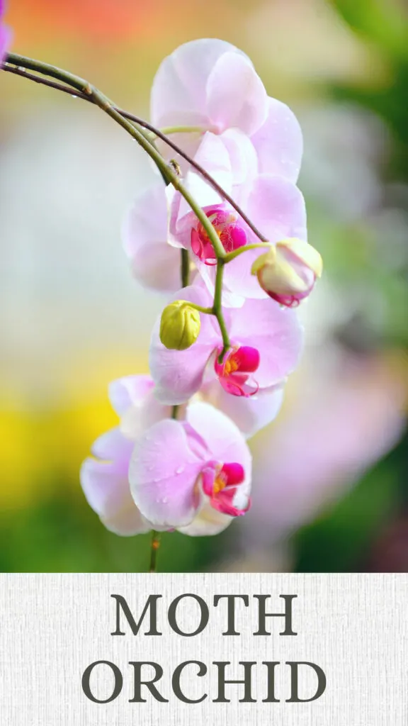 moth-orchid-north-facing-window