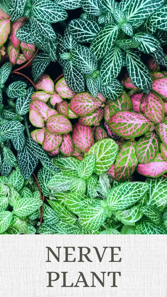 nerve-plant-fittonia-north-facing-window