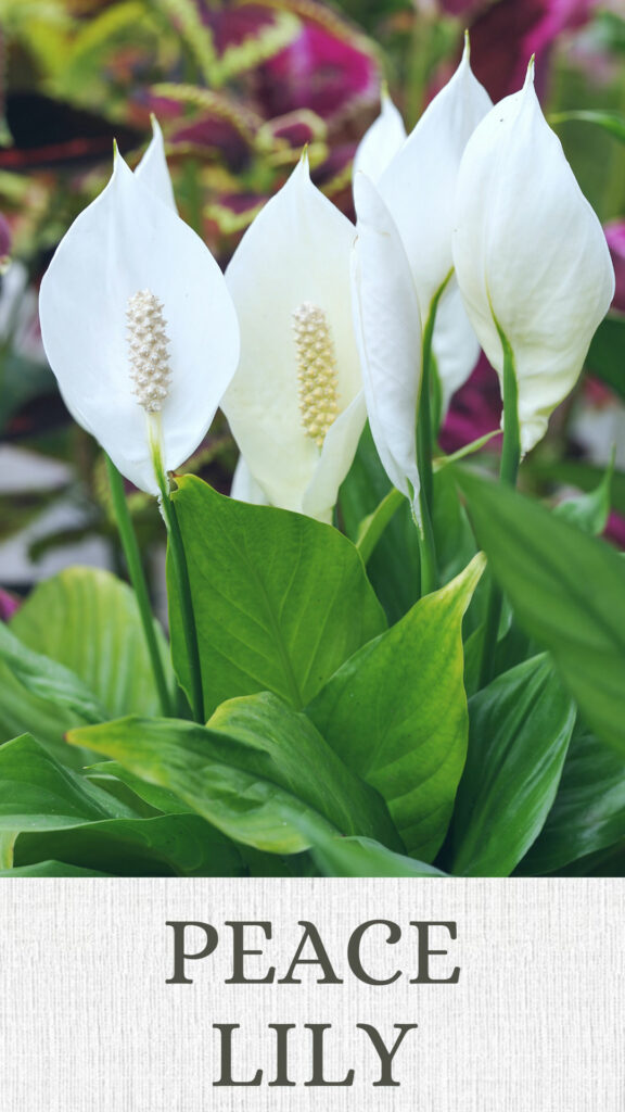 peace-lily-north-facing-window