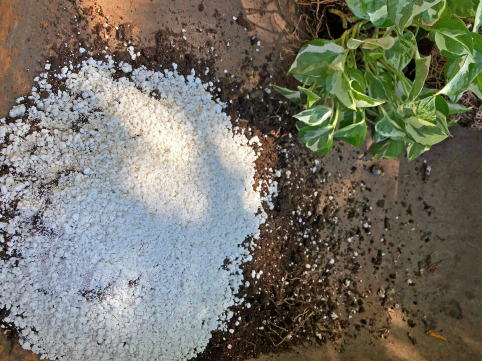 Perlite vs Pumice Pros & Cons of Both in Potting Mix