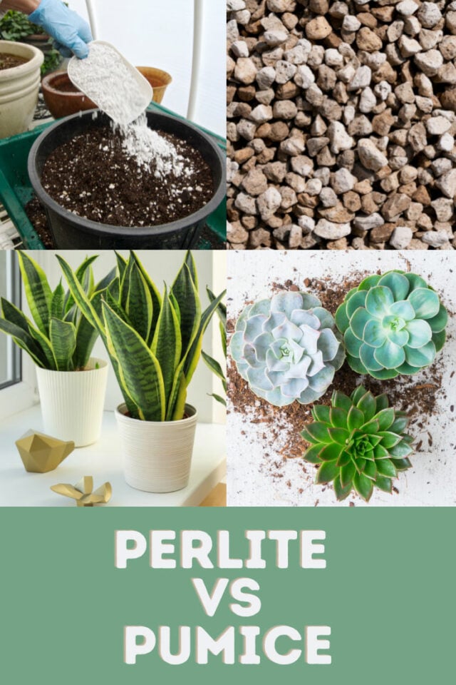 Perlite vs Pumice Pros & Cons of Both in Potting Mix
