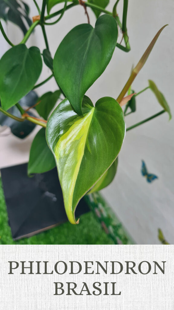 philodendron-brasil-north-facing-window