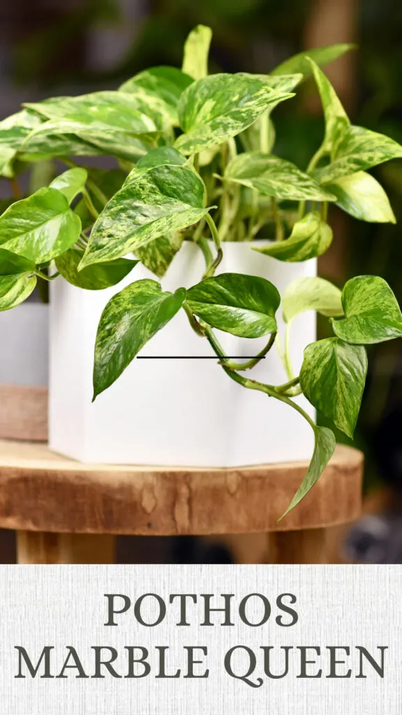 pothos-marble-queen-north-facing-window