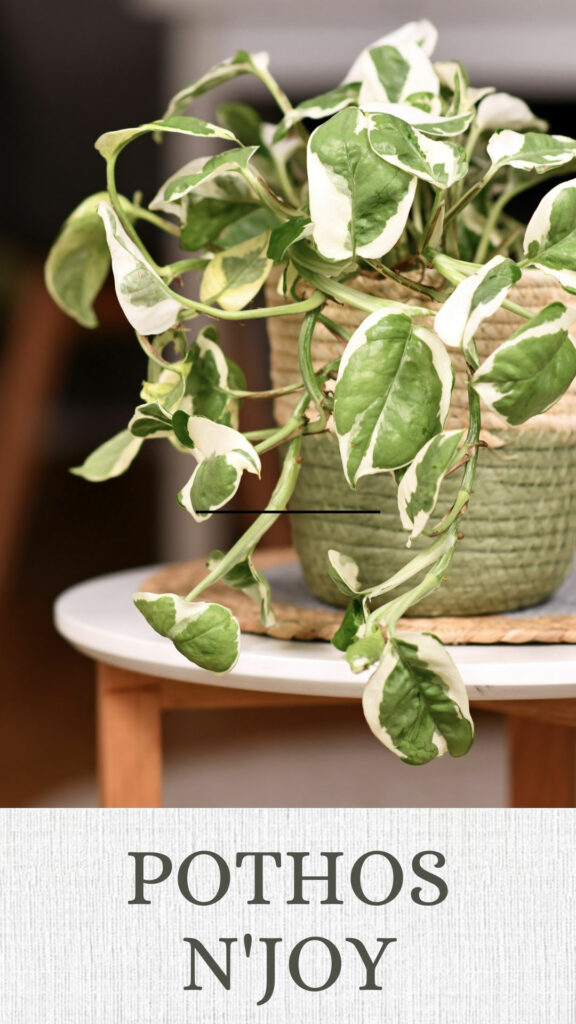 pothos-njoy-north-facing-window