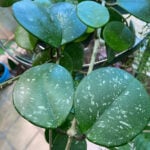 repotting-hoya-pot-featured
