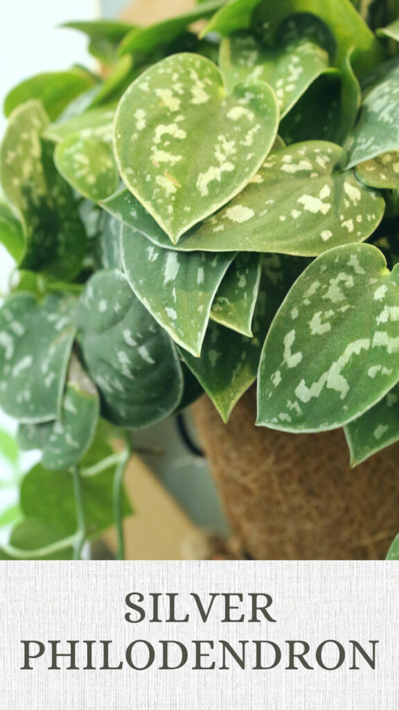 silver-philodendron-north-facing-window