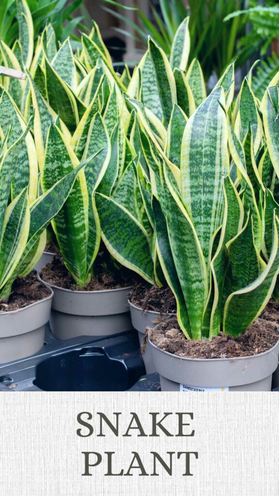 snake-plant-north-facing-window