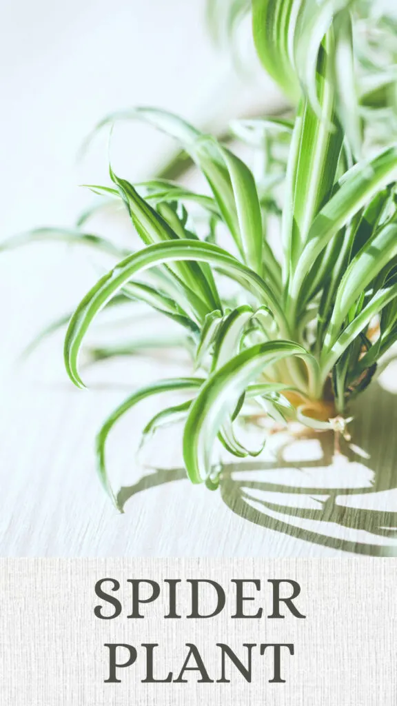 spider-plant-north-facing-window