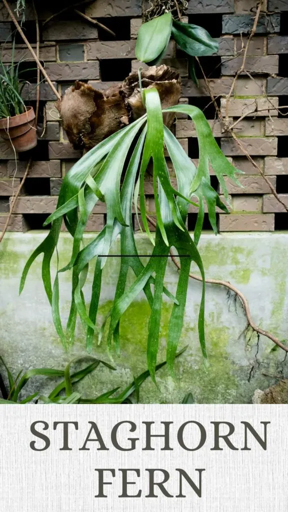 staghorn-fern-north-facing-window