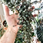 string-of-hearts-featured