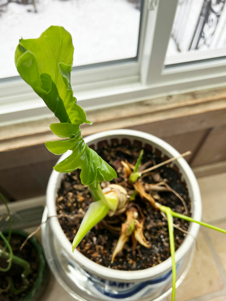 thaumatophyllum-bipinnatifidum-selloum-revive