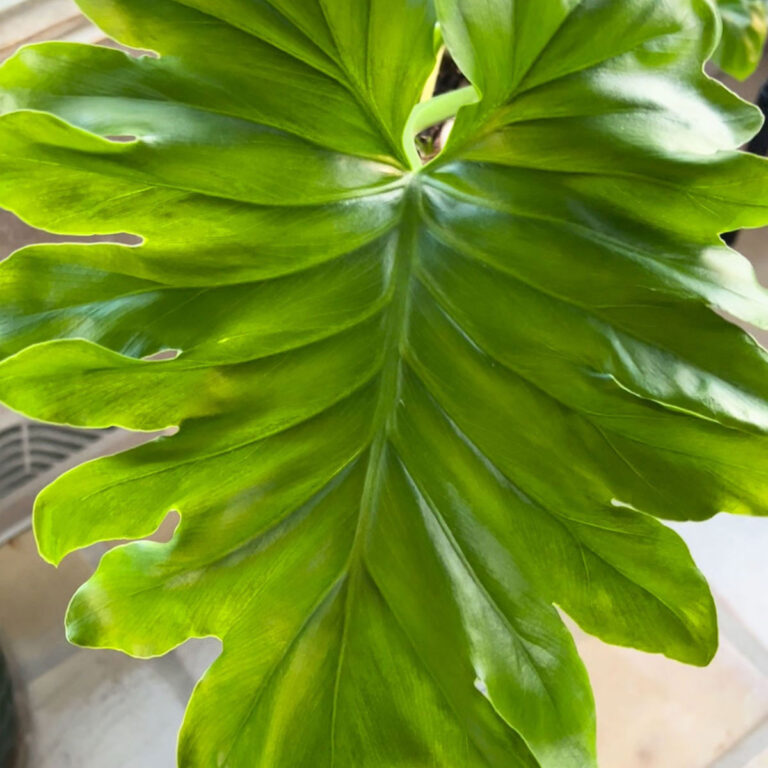 How to Revive a Dying Selloum-Thaumatophyllum bipinnatifidum