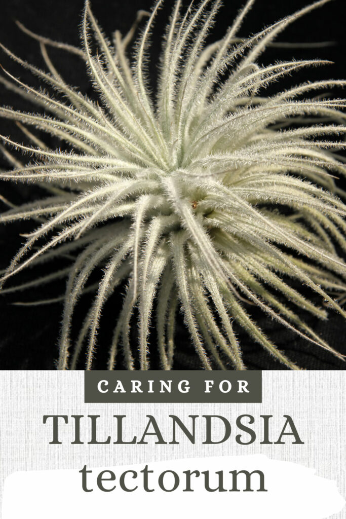 tillandsia-tectorum-care
