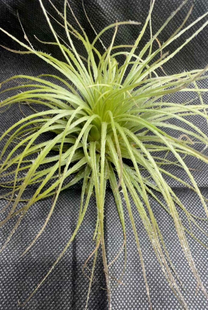 tillandsia-tectorum-care-watering