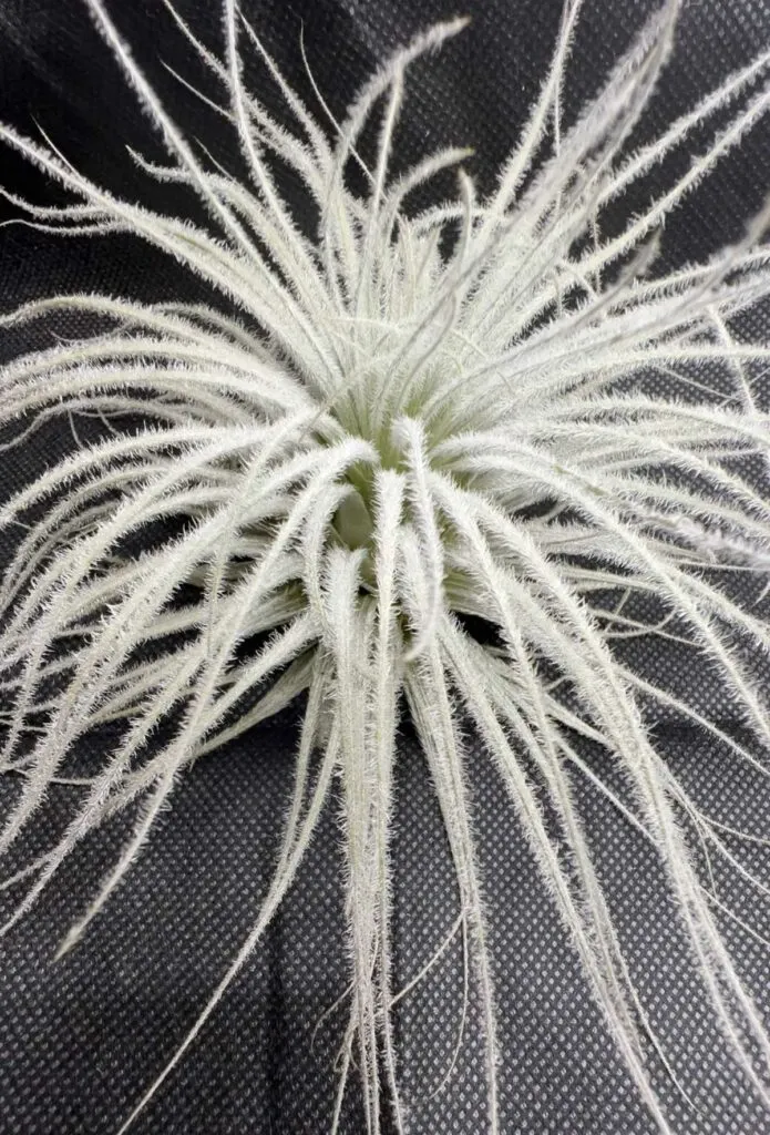 tillandsia-tectorum-trichomes