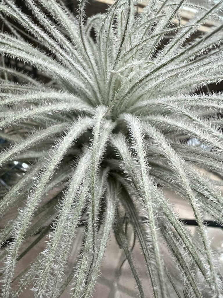 tillandsia-tectorum-trichomes