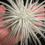 tillandsia-tectorum-featured
