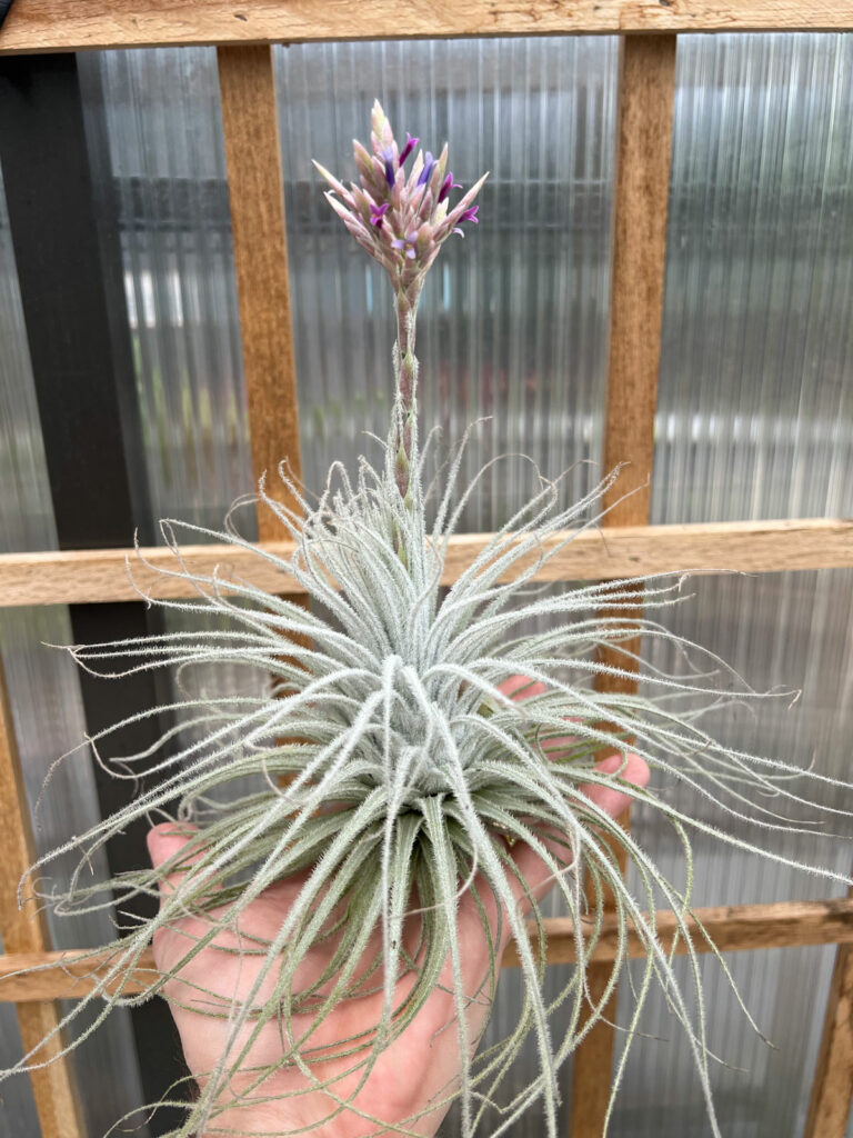 tillandsia-tectorum-flower