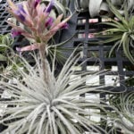 Tillandsia tectorum Ecuador: 4 Important Care Tips tillandsia-tectorum-flower