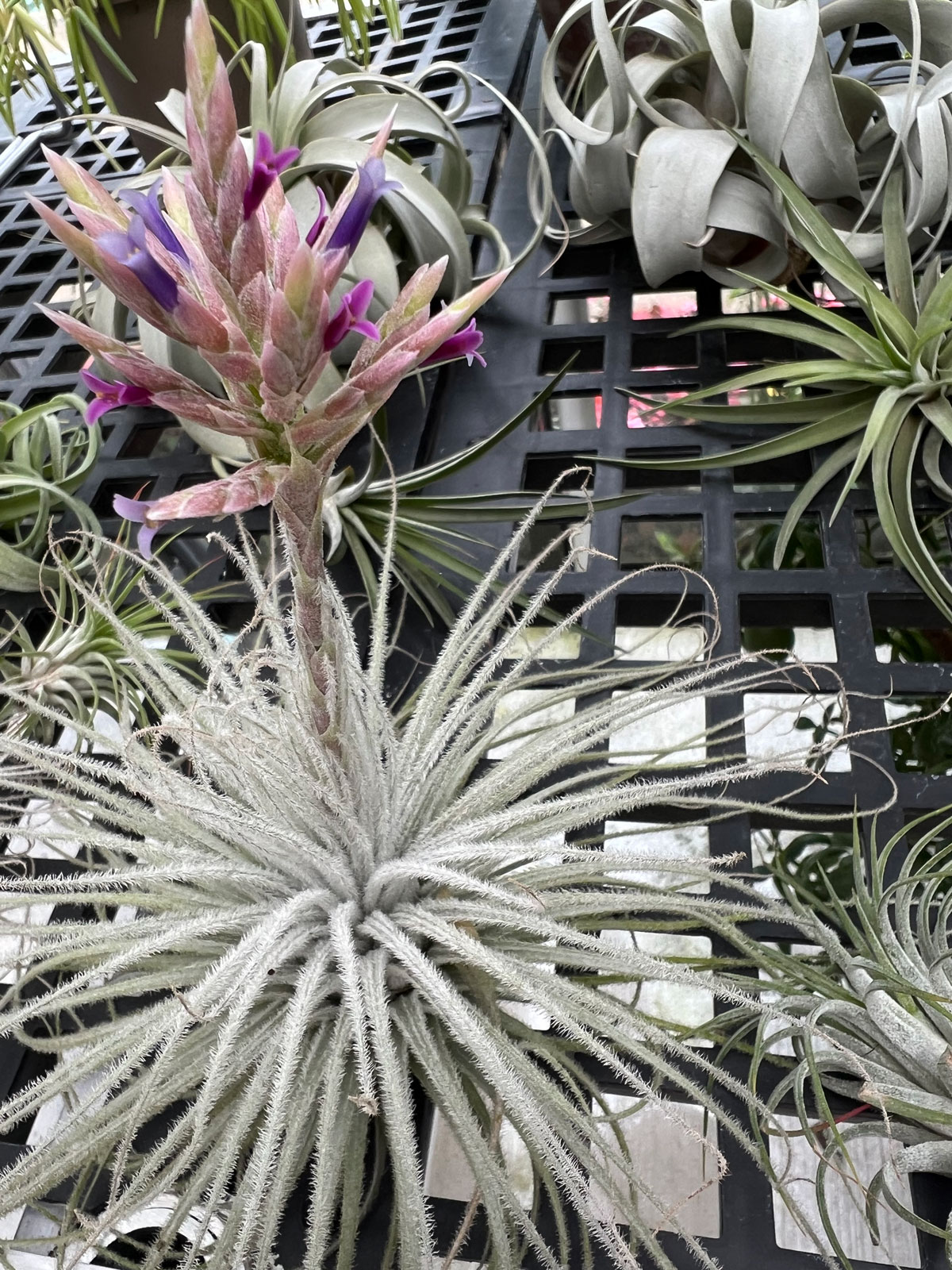 tillandsia-tectorum-flower