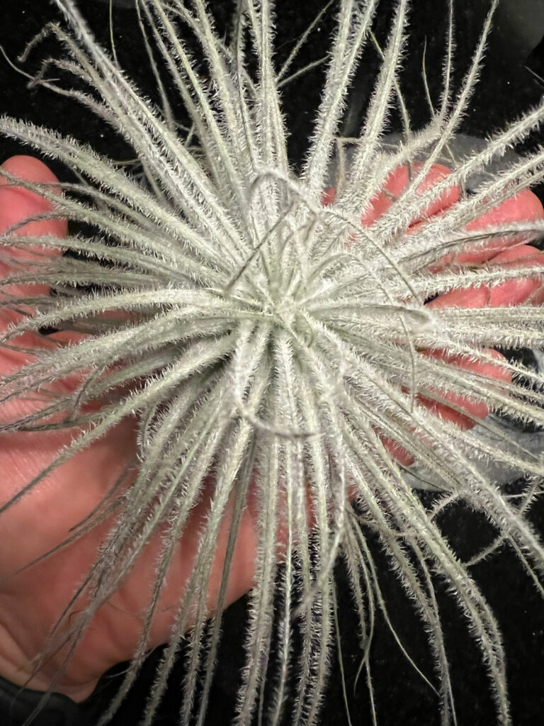 tillandsia-tectorum-size