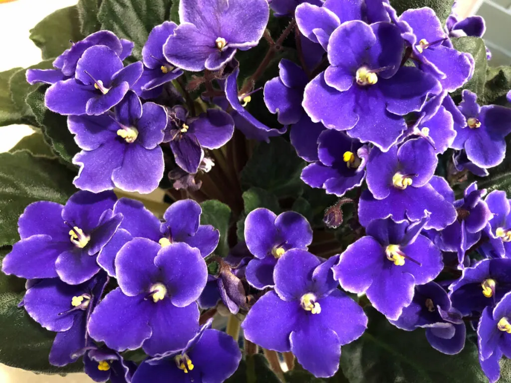 what-window-is-best-for-african-violet