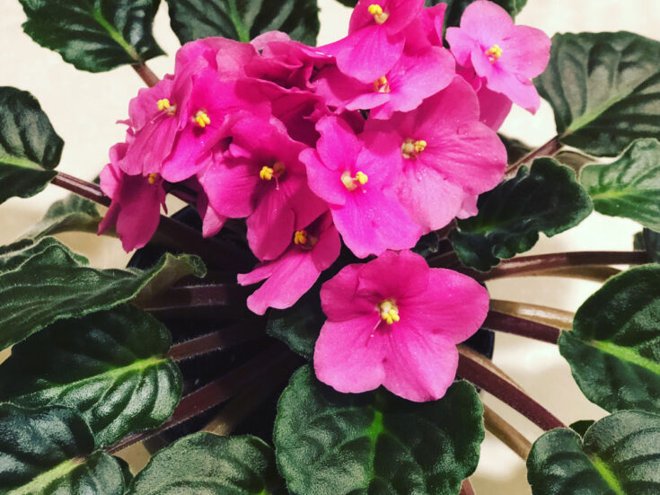 What Window is Best for African Violets & More Care Tips