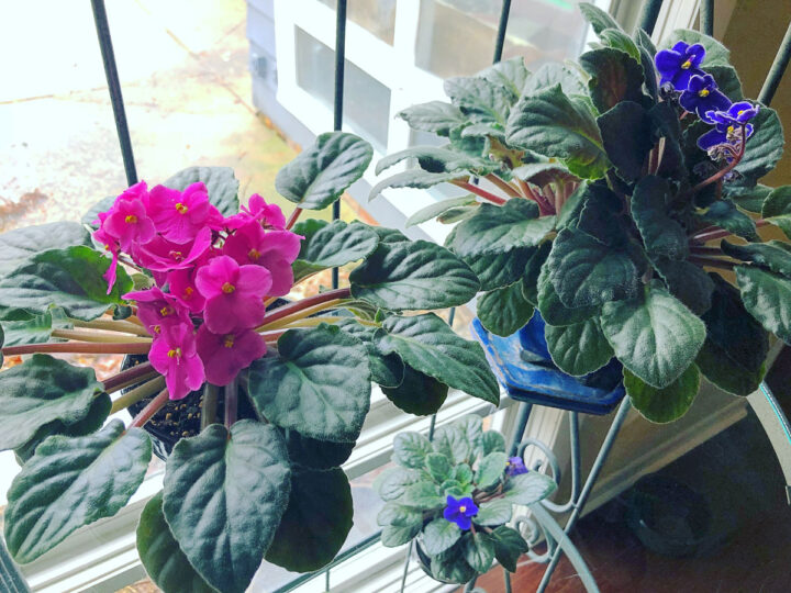 What Window is Best for African Violets & More Care Tips