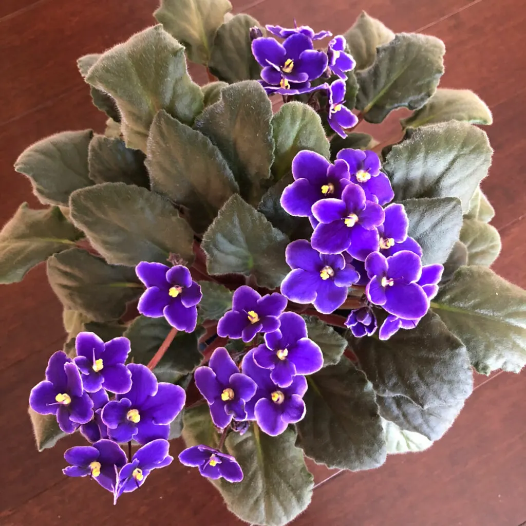 what-window-is-best-for-african-violet