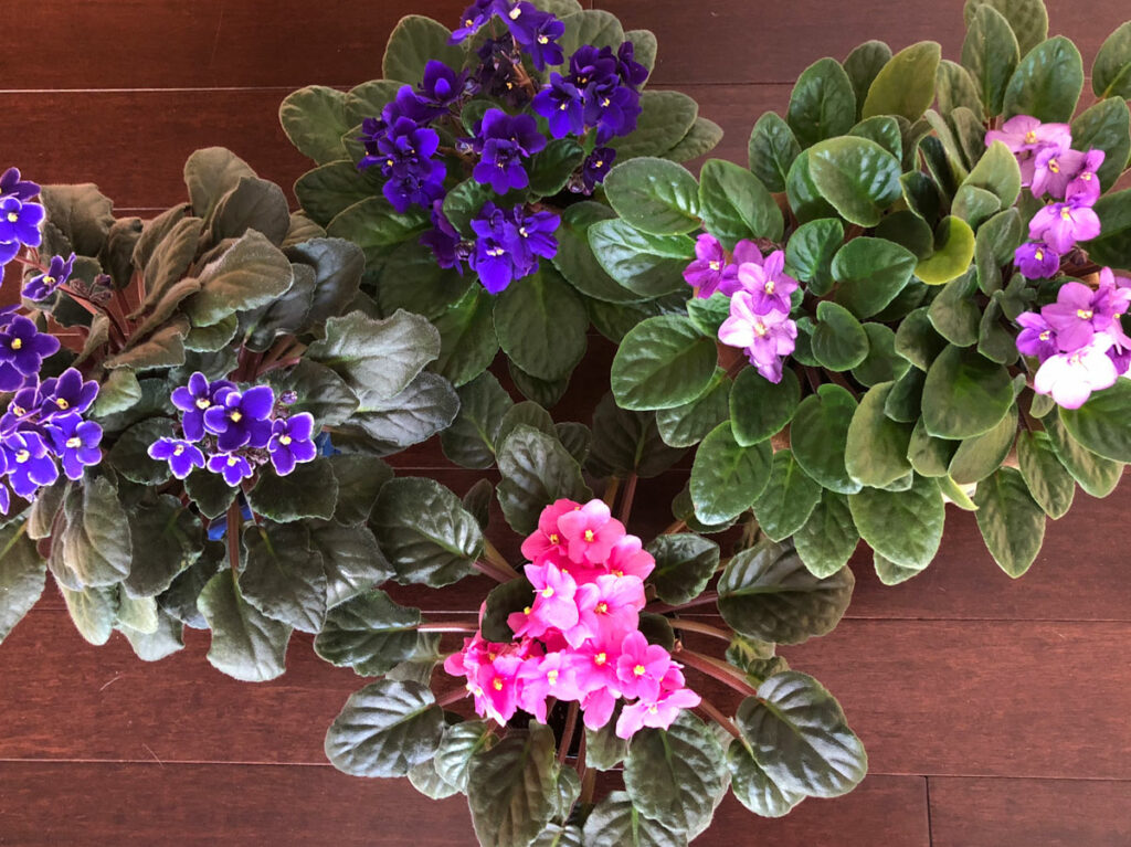 what-window-is-best-for-african-violet