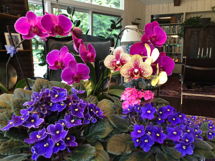 What Window is Best for African Violets & More Care Tips