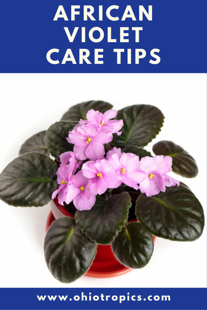 What Window is Best for African Violets & More Care Tips