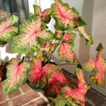 caladium-problems-featured-pic