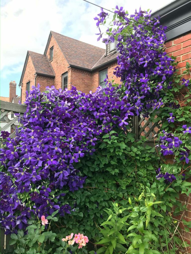 clematis-brick-wall