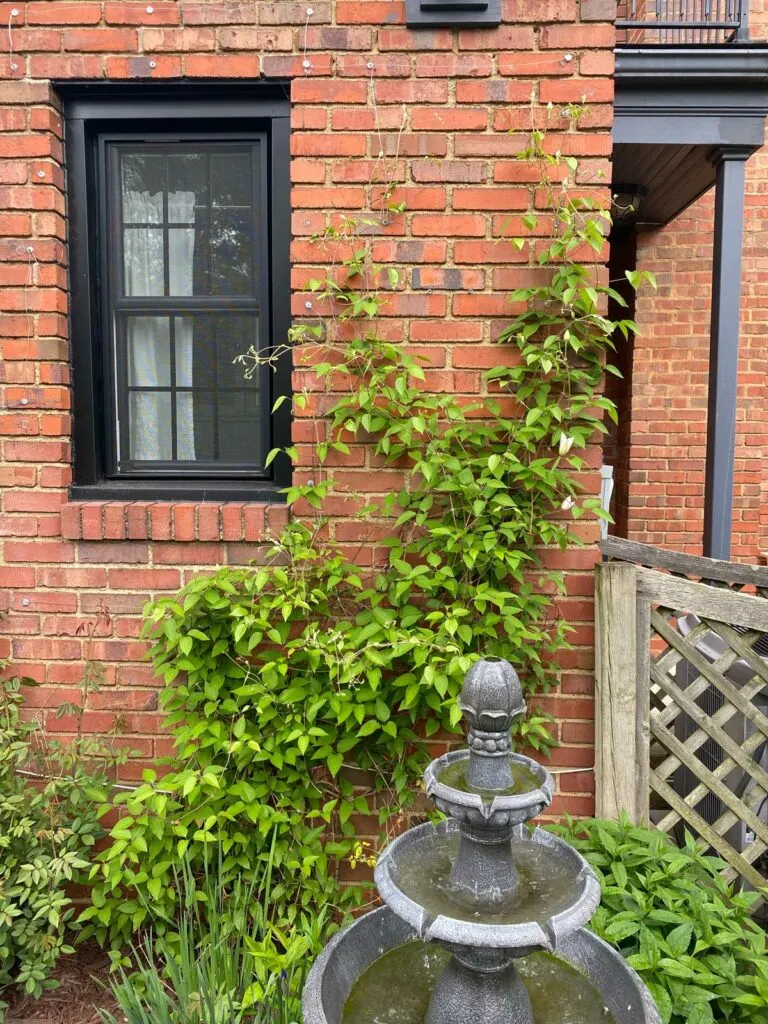 clematis-brick-wall