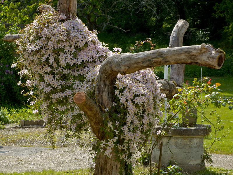 Clematis tocón de árbol muerto