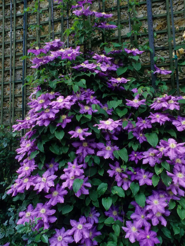 clematis-on-wall-trellis