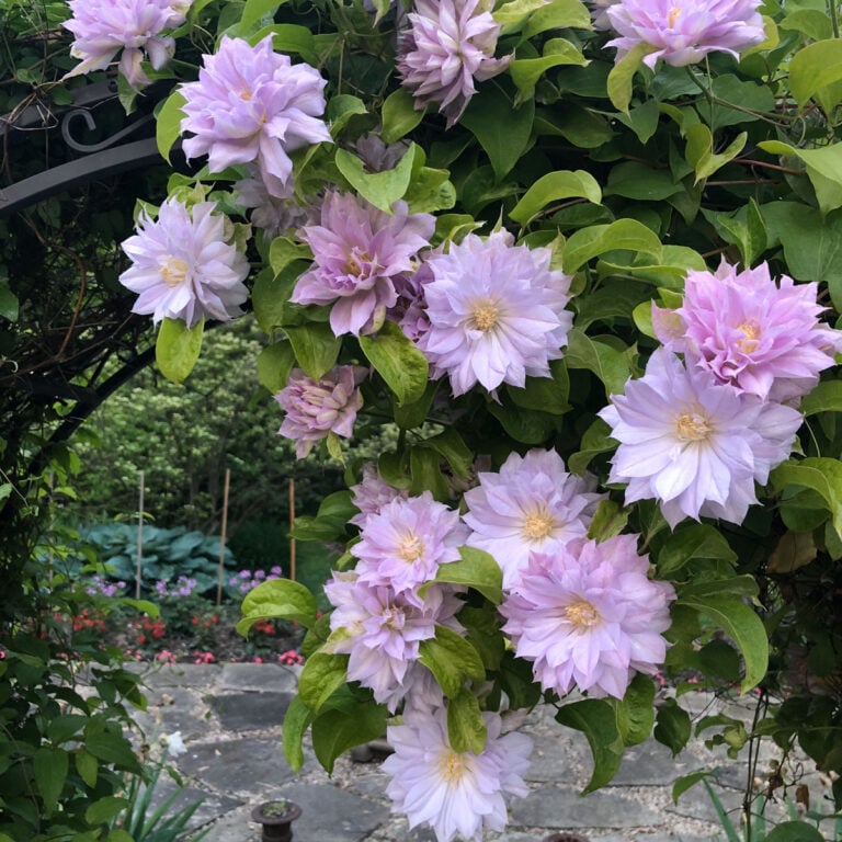 9 Beautiful Clematis Trellis & Support Ideas for Your Garden