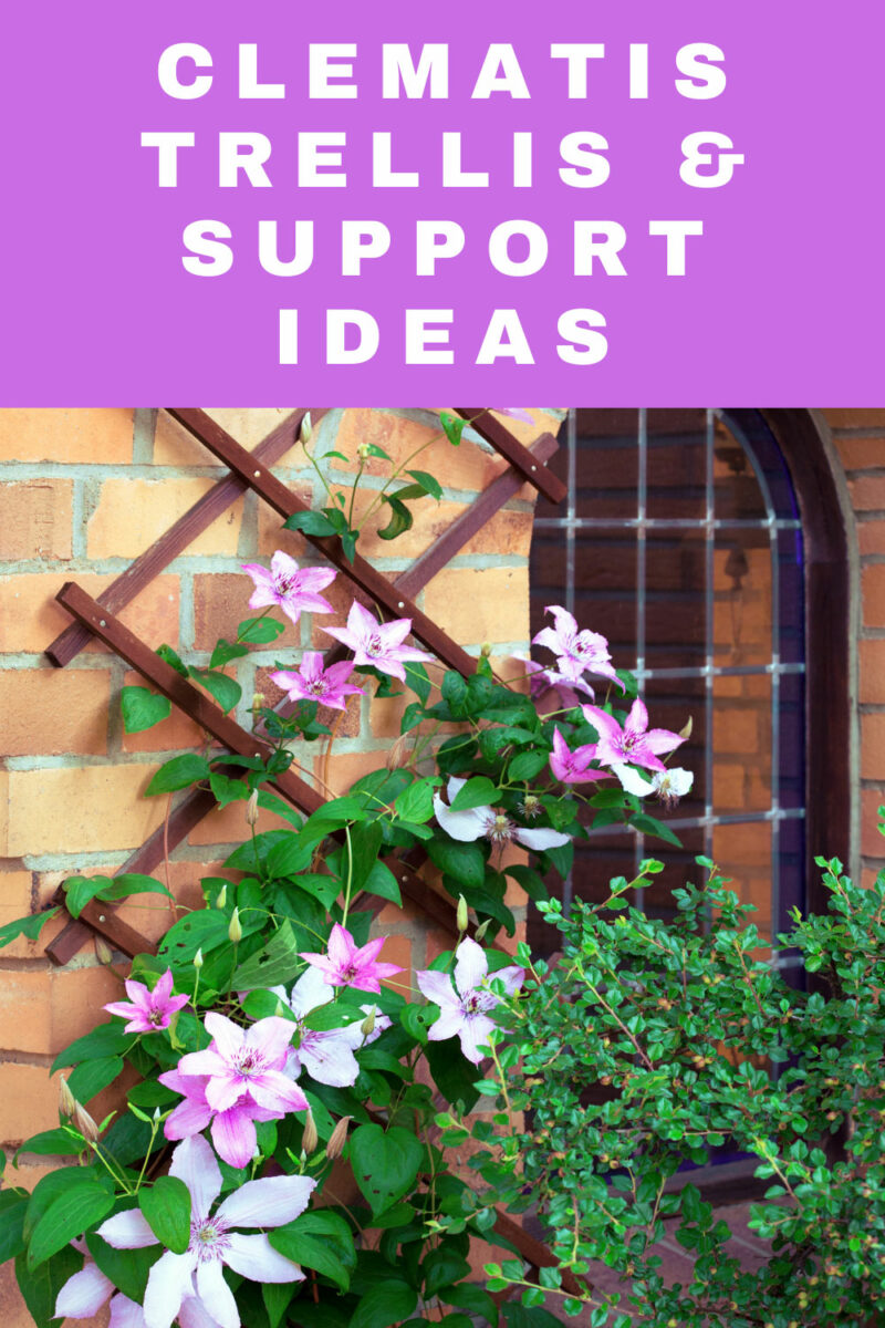 9 Beautiful Clematis Trellis & Support Ideas for Your Garden