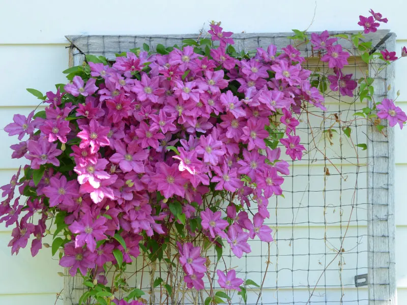 clematis-wire-fence