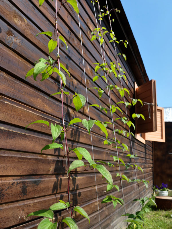 Clematis-alambre-o-cuerda