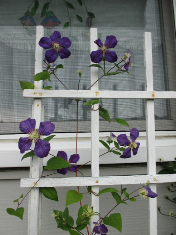 9 Beautiful Clematis Trellis & Support Ideas for Your Garden