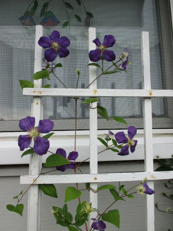 clematis-wooden-trellis